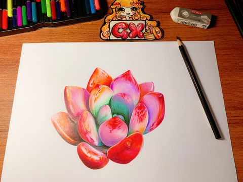 茶花绶带